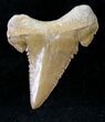 Beautiful Palaeocarcharodon Fossil Shark Tooth - #19789-1